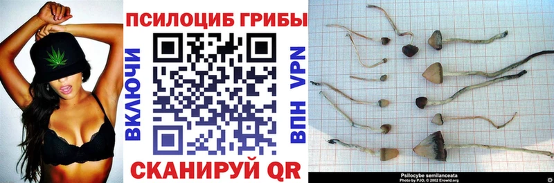 Галлюциногенные грибы Cubensis Гусь-Хрустальный