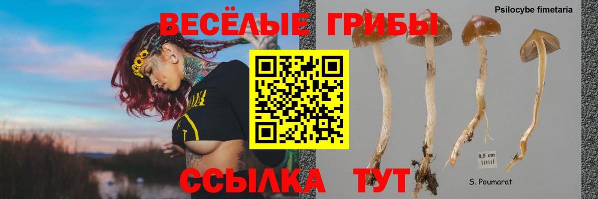 Галлюциногенные грибы прущие грибы  Гусь-Хрустальный  Галлюциногенные грибы Psilocybe 